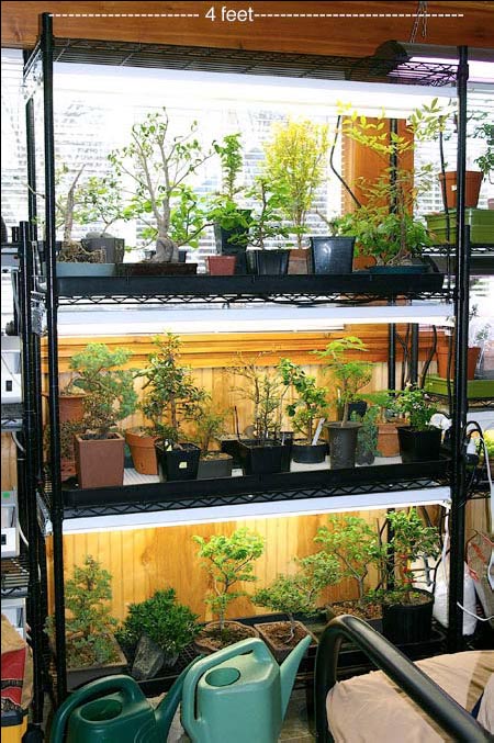 Home Lighting System Bonsai Under Lights Ofbonsai Magazine Lighting System Bonsai Under Lights