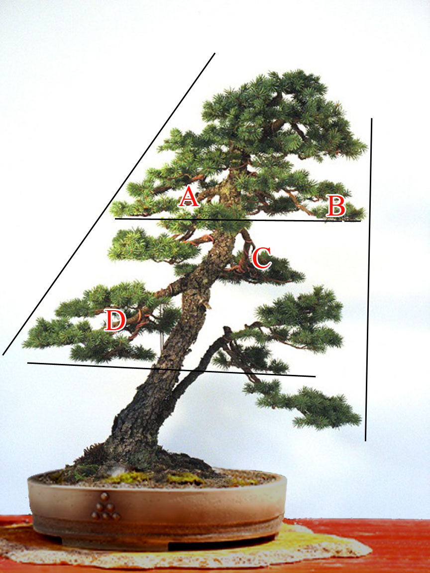 Bonsai Spruce