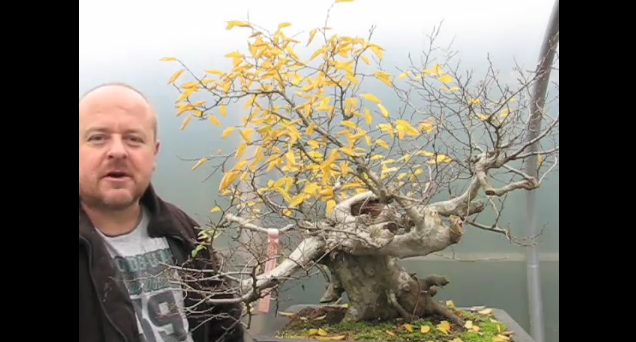 Graham Potter demonstrates techniques useful for the creation of deciduous bonsai from yamadori.